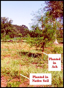 Comparative Growth of Baldcypress