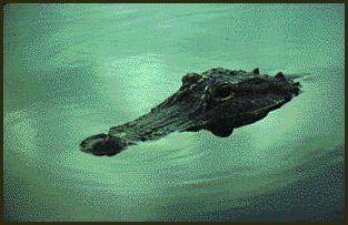 Alligator in Water