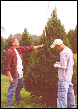 Measuring & Tagging Christmas Trees