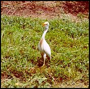 Cattle Egret