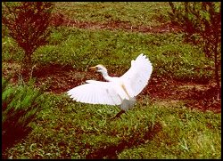 Legs Down, Wings Cupped