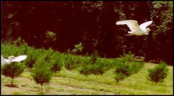 Egret in Flight