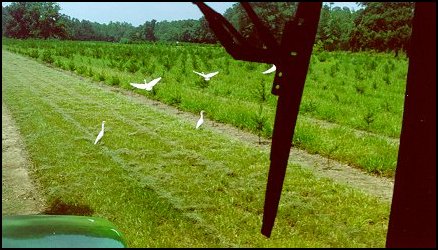 Flock of Cow Birds