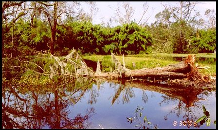Daddy's Baldcypress in Pond