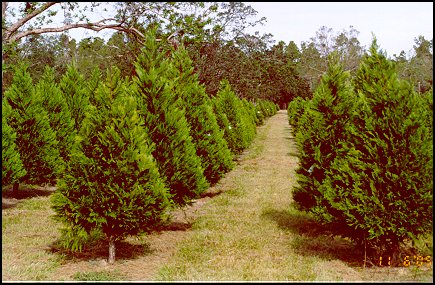 Christmas Trees after Straightening