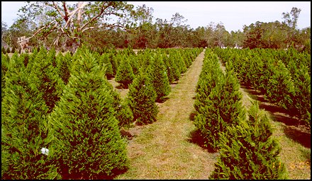 2005 Sale Trees