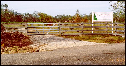 Tree Farm Entrance after Cleanup