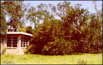 Live Oak on Main House