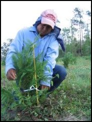 Staking Trees
