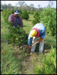 Tamping Trees after Katrina
