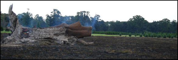 Century Old Pecan Burns