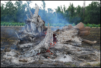 Grass Fire Consumes Pecan