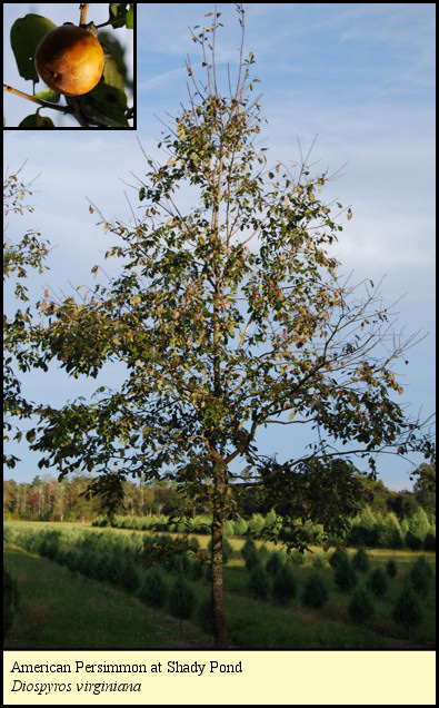 American Persimmon at Shady Pond