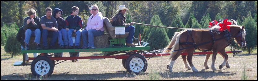 Pecan View Haflingers