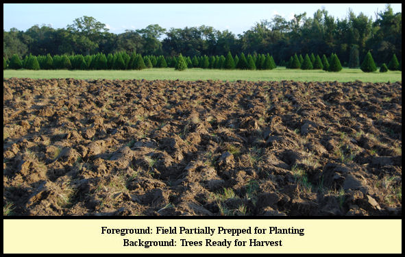 Field Plowed for Planting at Shady Pond