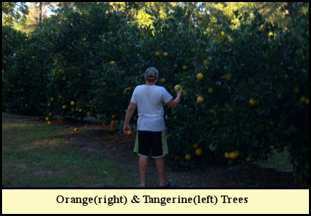 Chad tests the oranges in the Fleming citrus orchard.