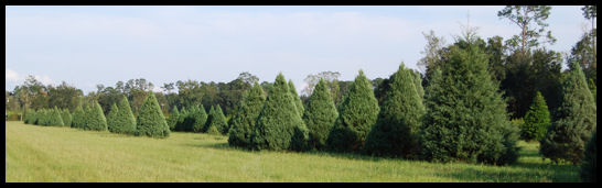 Large Carolina Sapphires in Field A