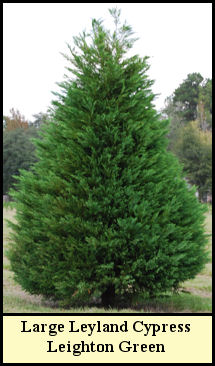 Specimen Leyland Cypress Leighton Green at Shady Pond Tree Farm
