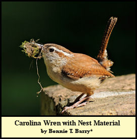 Carolina Wren preparing to begin Nest Construction, photographed by Bonnie Taylor Barry