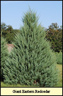Specimen Eastern Redcedar-Burkii at Shady Pond Tree Farm