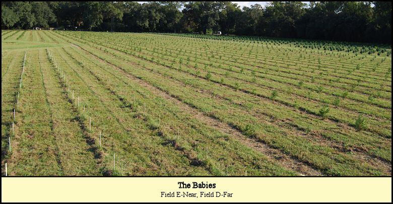 Baby Christmas trees planted at Shady Pond Tree Farm
