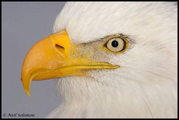 Bald Eagles have extremely powerful eyesight.