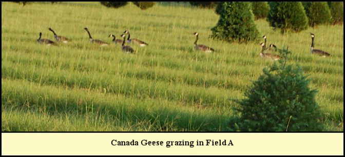 Geese eating Bahia grass seed at Shady Pond.