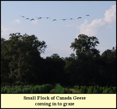 Canada Geese preparing to land in the Christmas tree fields at Shady Pond.