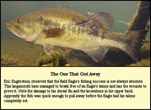 The bass with significant wounds that got away from a Bald Eagle..