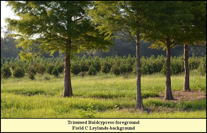 Many of the Baldcypress trees were under whelmed by the trimming and began replacing the branches immediately.