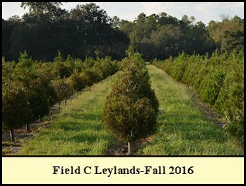 Leyland cypress in Field C, Christmas 2016.