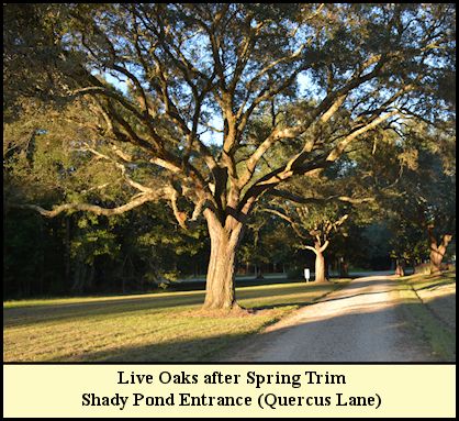 Live Oaks lining the road were trimmed in early 2016.