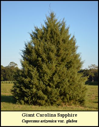 Giant Arizona Cypress at Shady Pond Tree Farm.