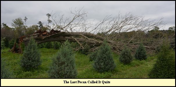 The last pecan at Shady Pond takes its leave.