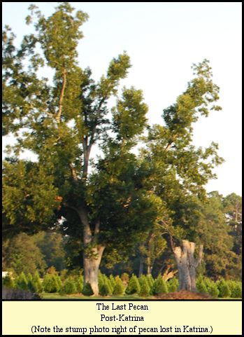 The last pecan at Shady Pond shortly after Katrina.