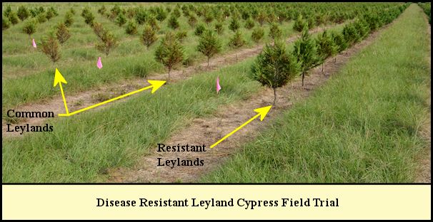Disease Resistant Leyland field trial at Shady Pond.