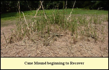 Cane Mound at Shady Pond.
