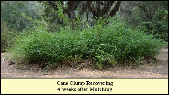 Recovering Cane Clump at Shady Pond.