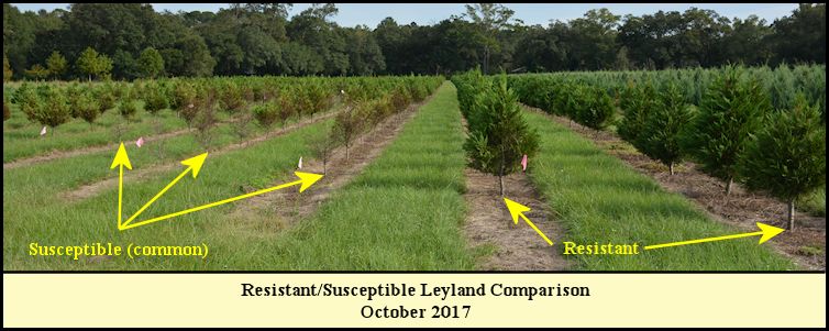 DR Leyland Field Trial at Shady Pond Tree Farm.