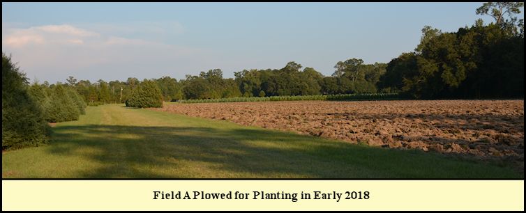 Shady Pond Tree Farm Field A plowed in  preparation for planting.