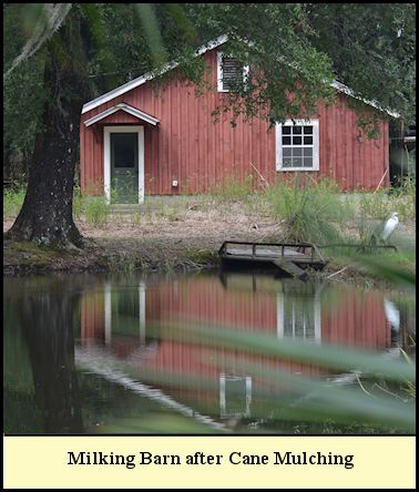 Milking Barn after Cane Mulching