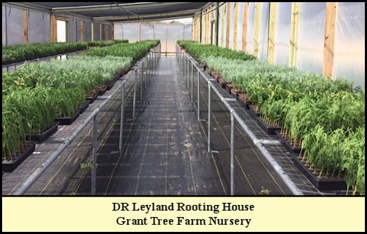 Rooting House in the Nursery at Grant Tree Farm.