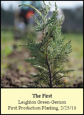 The first production Leighton Green-Gernon planted at Shady Pond
