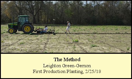 All trees are machine planted at Shady Pond