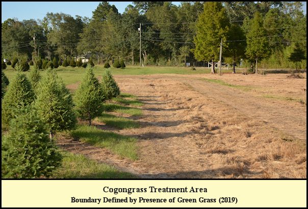 Cogongrass treatment area at Shady Pond Tree Farm entrance.