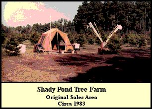 Original sales area at Shady Pond Tree Farm. Circa 1983