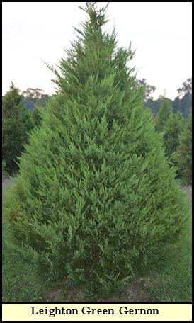 Leyland Cypress Leighton Green-Gernon