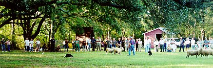 Dogs work the Animals