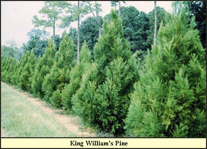 King William's Pine