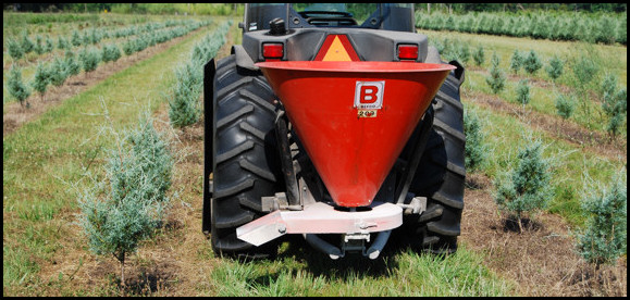 Fertilizer being applied to young Carolina Sapphire Christmas trees.